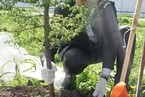 Посадки Монастырский сад Спасо-Прилуцкого монастыря г. Вологда 
